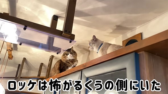 ロッケくんは子分かるくうくんの側にいた