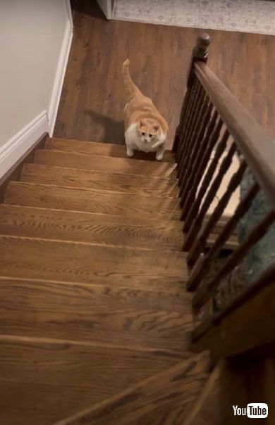 ぽっちゃり猫