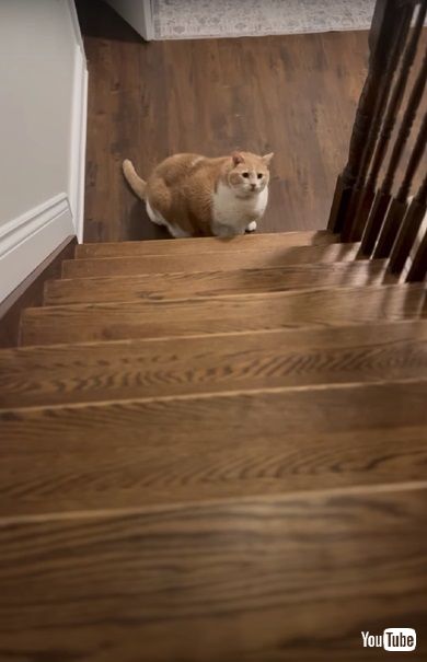 ぽっちゃり猫