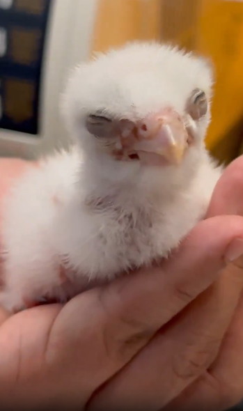 生後2日目のハヤブサ