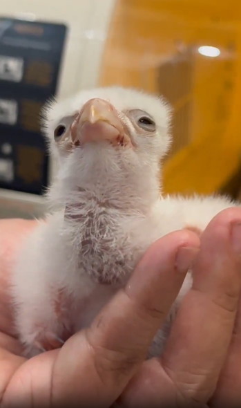 生後2日目のハヤブサ