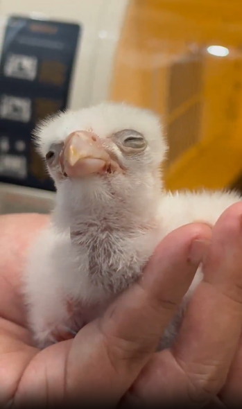 生後2日目のハヤブサ