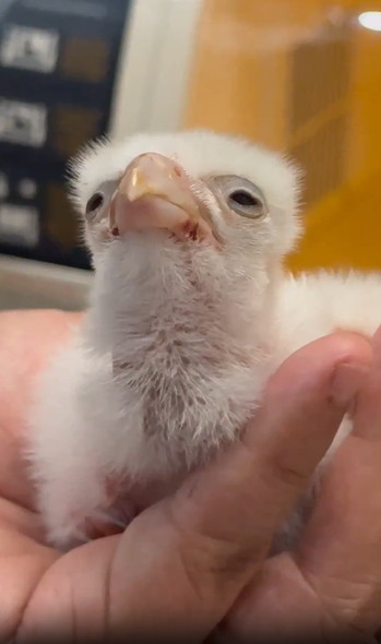 生後2日目のハヤブサ