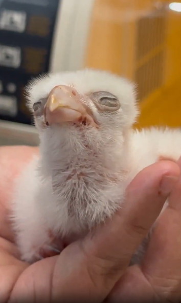 生後2日目のハヤブサ