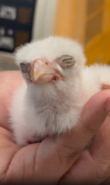 生後2日目のハヤブサ