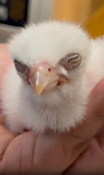 生後2日目のハヤブサ