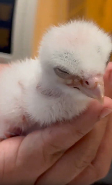 生後2日目のハヤブサ