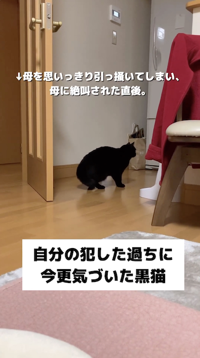反省する黒猫・もみじ