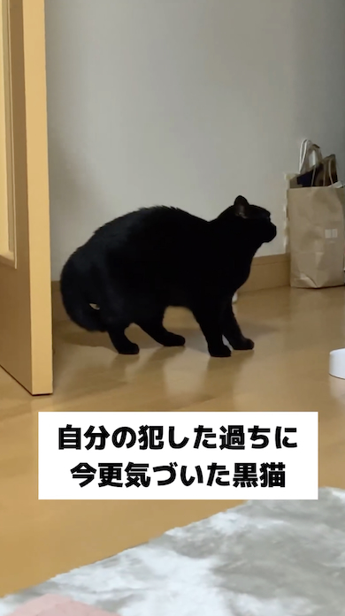 反省する黒猫・もみじ