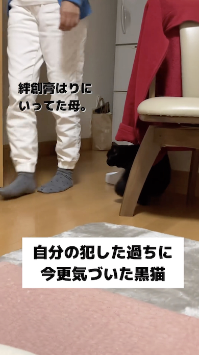 反省する黒猫・もみじ