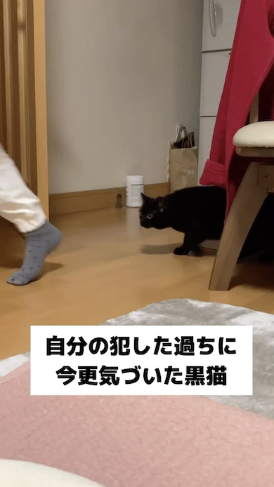 反省する黒猫・もみじ