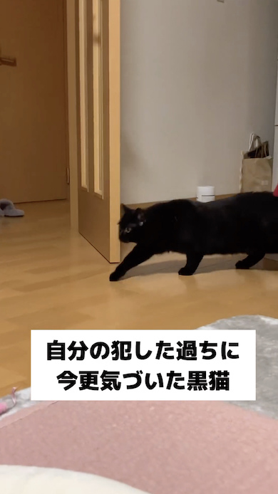 反省する黒猫・もみじ