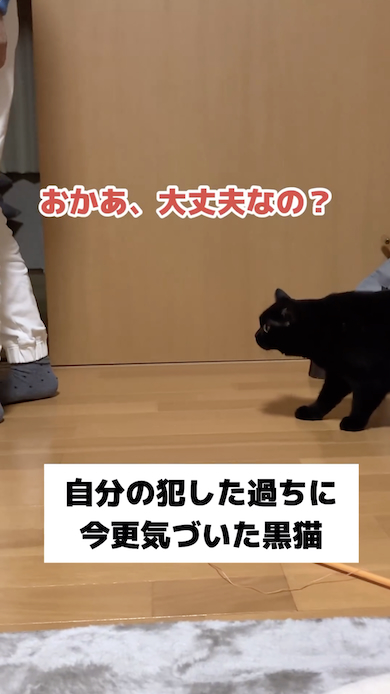 反省する黒猫・もみじ