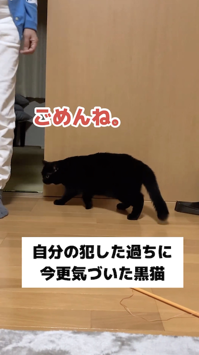 反省する黒猫・もみじ