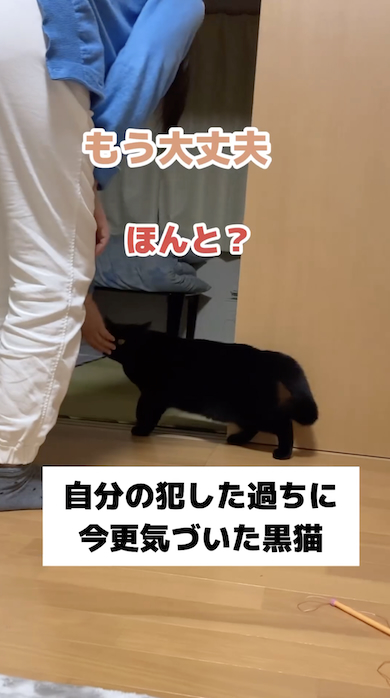反省する黒猫・もみじ