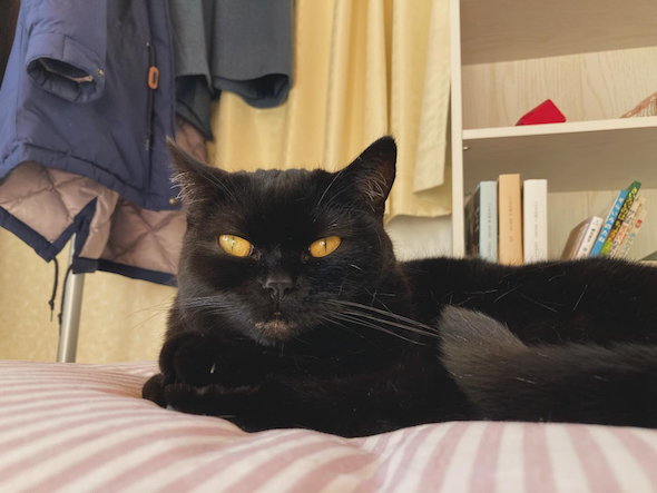 実家の愛猫もみじ