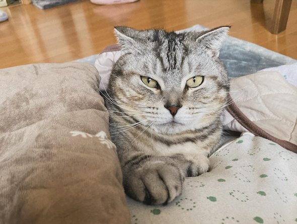 実家の愛猫ルーク