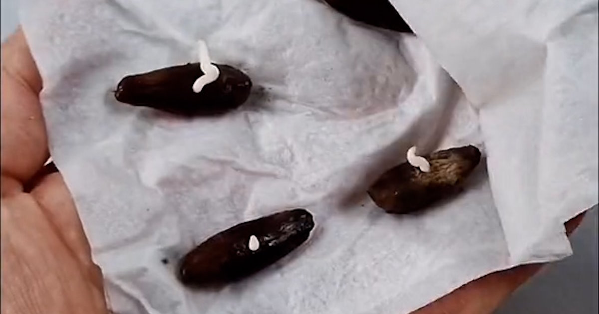 ナツメヤシ」の種を土に埋めて“500日”観察したら…… 驚きの成長