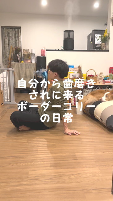 ボーダーコリーの日常