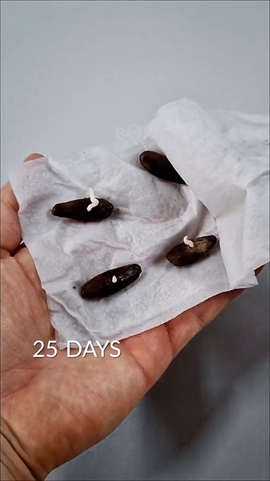 ナツメヤシの生長・タイムラプス・発芽したところ