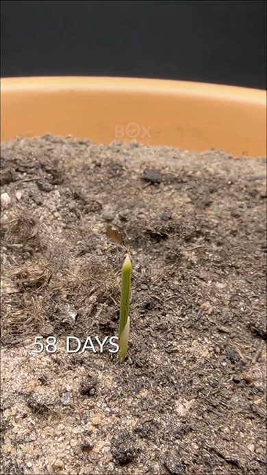 ナツメヤシの生長・タイムラプス・土から芽が出たところ