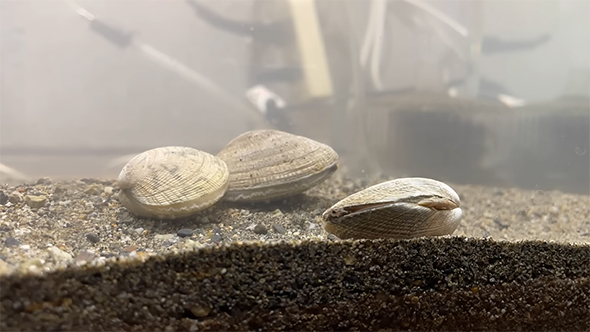 砂にいるアサリ