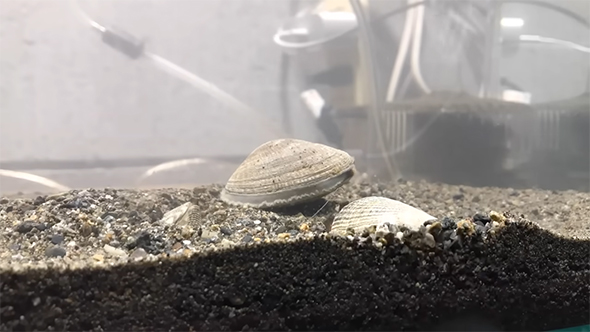 砂に潜るアサリ