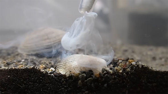 アサリに豆乳を与える