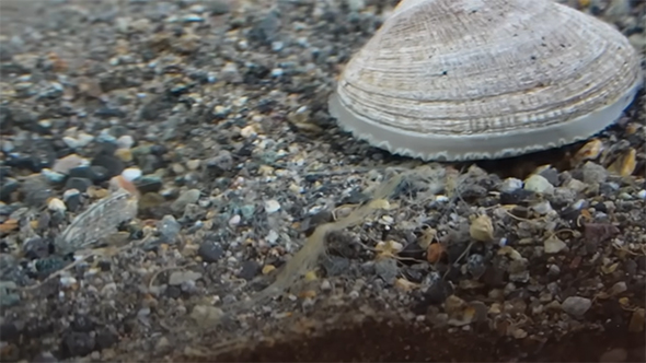 アサリから白い糸