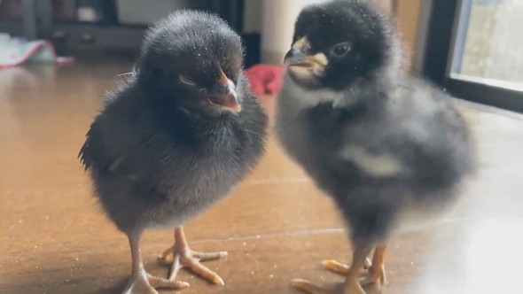 佇みさえずる黒ひよこたち