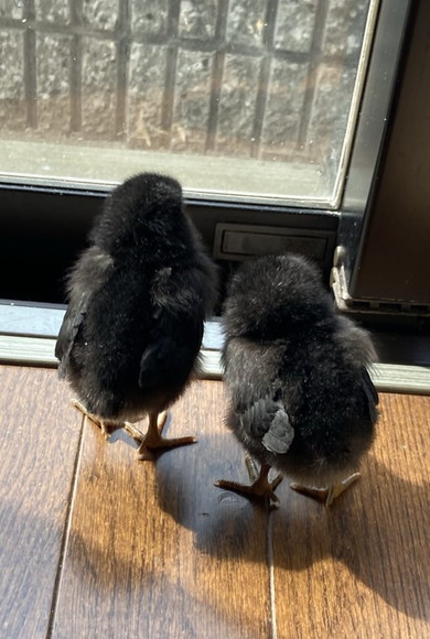 黒ひよこたち