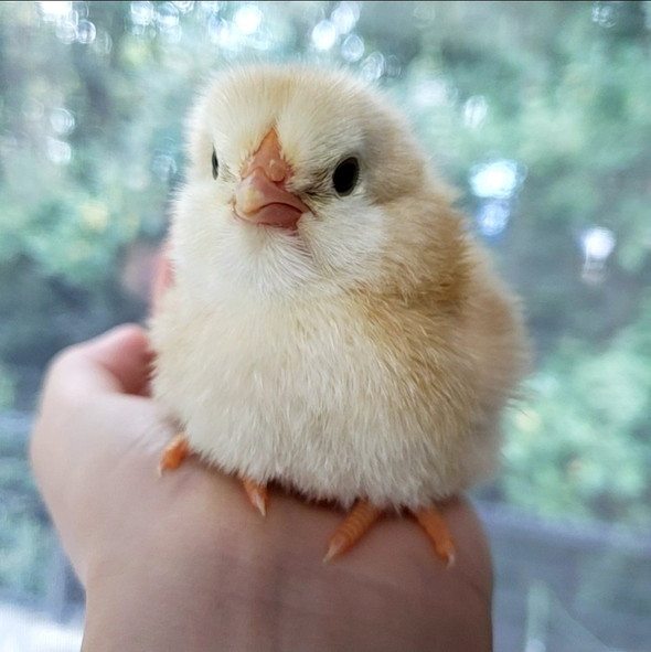 何かお話している黄色いひよこ