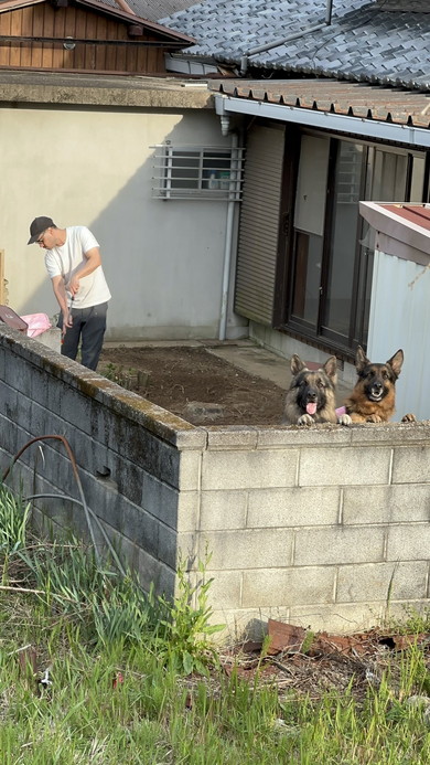 塀から顔を出す2匹のワンコ