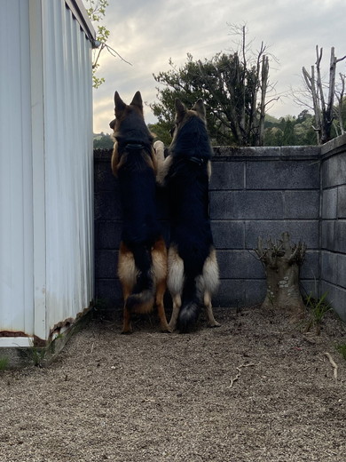 塀から顔を出す2匹のワンコ