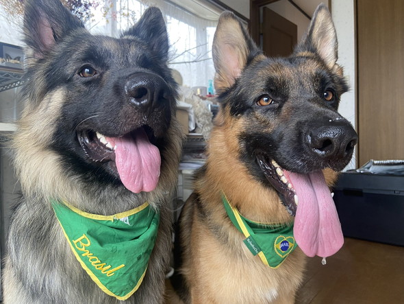 ジャーマンシェパードのワンコ2匹