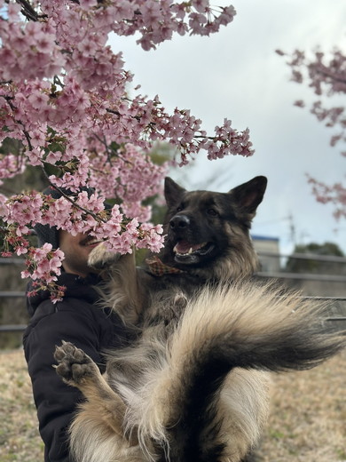 抱っこされて桜を見るジャーマンシェパードのワンコ