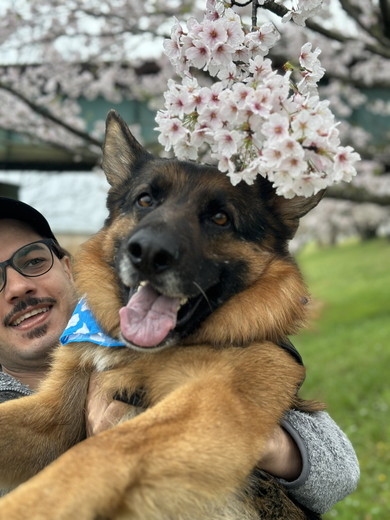 抱っこされて桜を見るジャーマンシェパードのワンコ