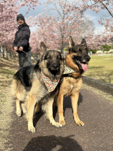 並んで座るジャーマンシェパードのワンコ2匹