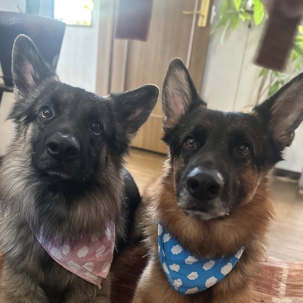 見つめるジャーマンシェパードのワンコ2匹