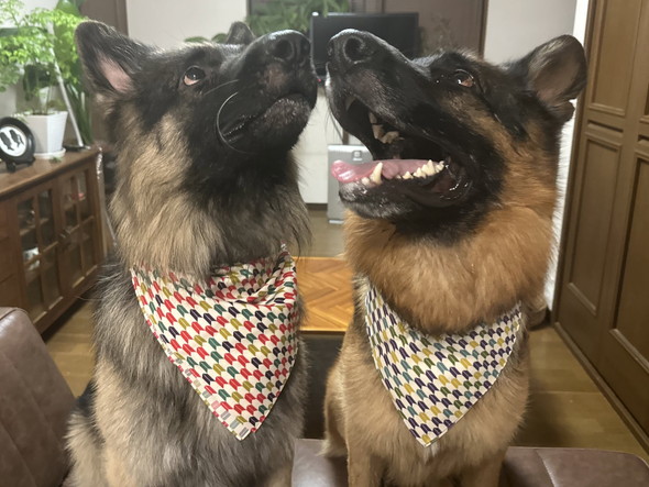 上を見上げるジャーマンシェパードのワンコ2匹