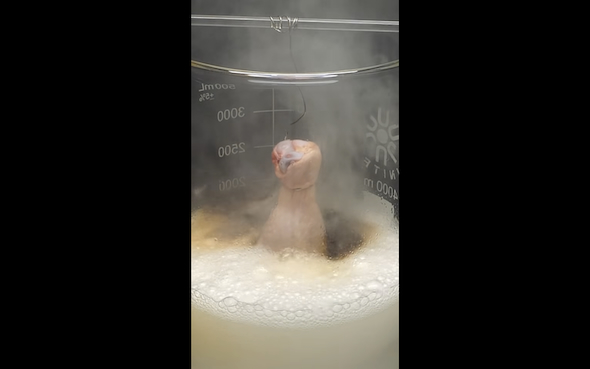 ピラニア溶液と鶏肉が激しく反応