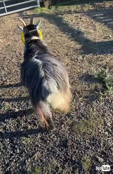 バケツをかぶったヤギ