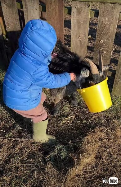 バケツをかぶったヤギ
