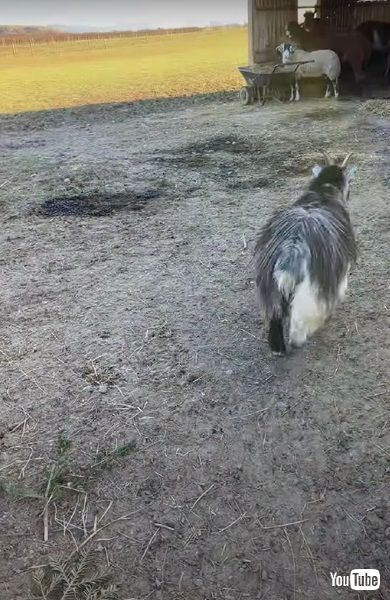 バケツをかぶったヤギ