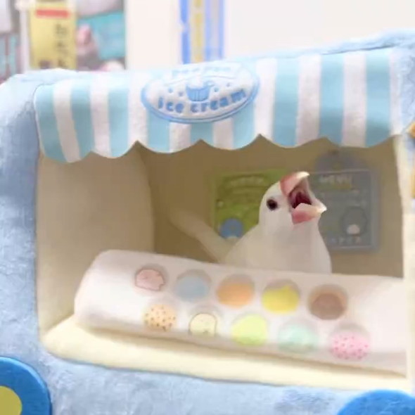 怒るインコ