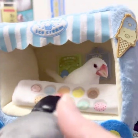 お店とインコ