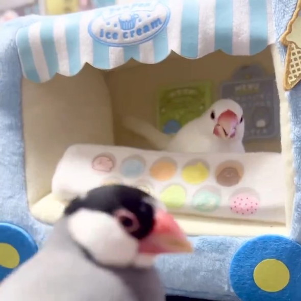 困惑するインコ