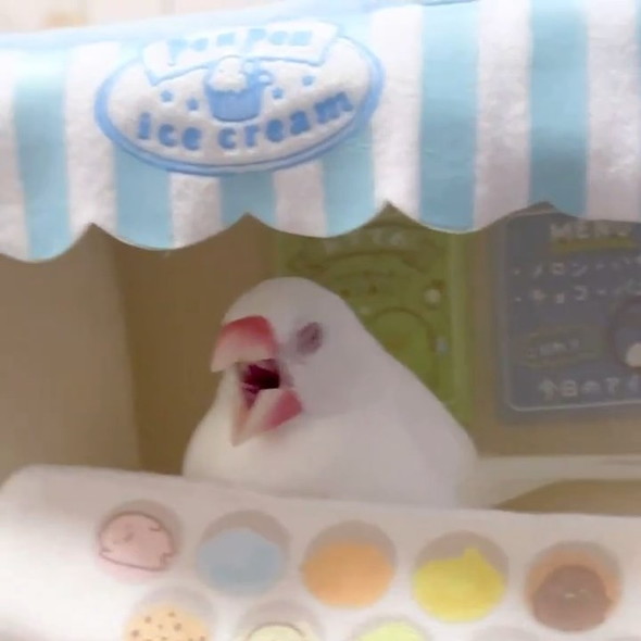 あくびするインコ