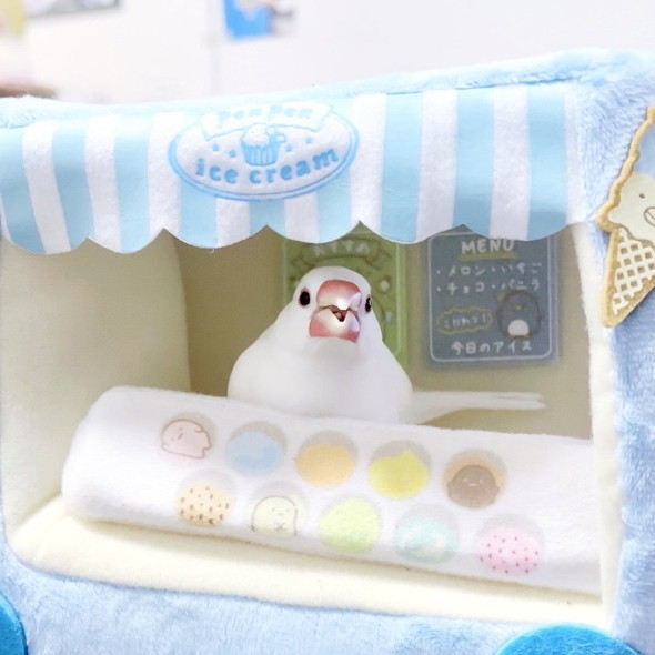 ぼーっとするインコ