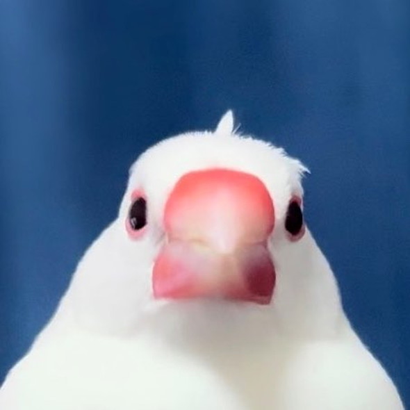 頭がとがったインコ